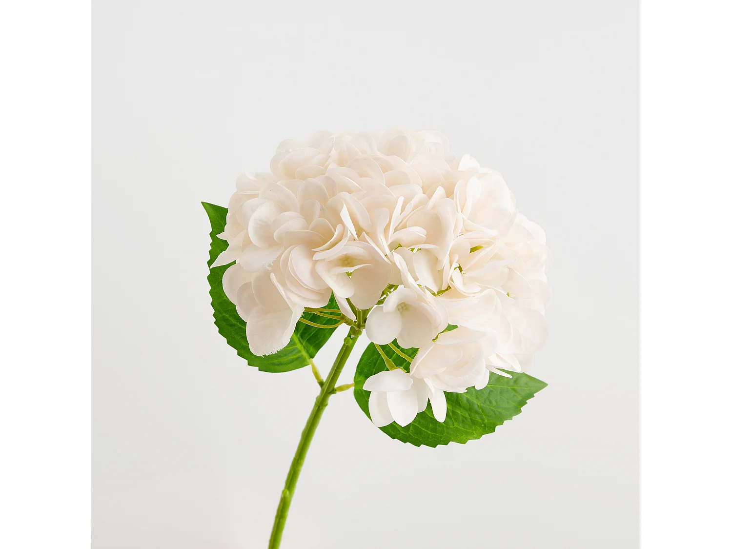 Fleur Albumio beige moyen 10 x 21 x 55