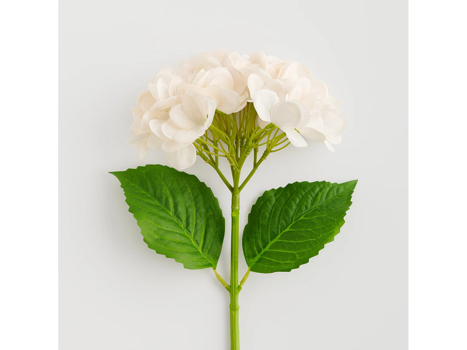 Fleur Albumio beige moyen 10 x 21 x 55