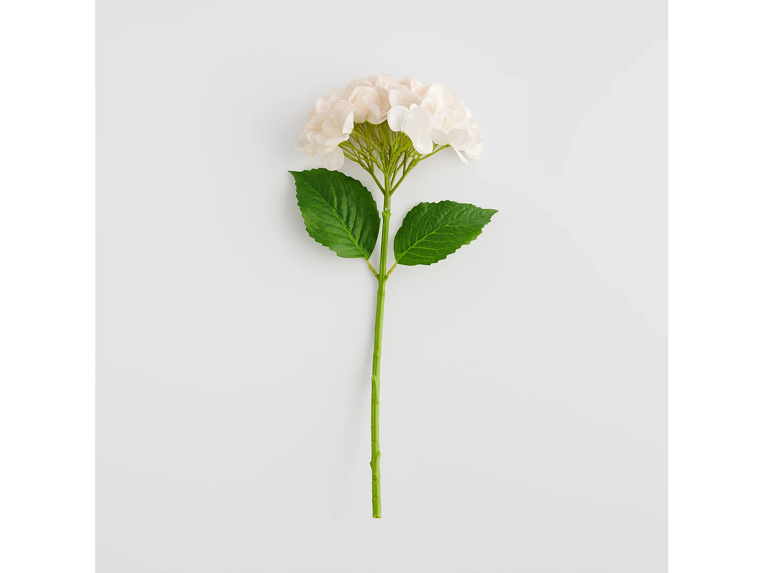 Fleur Albumio beige moyen 10 x 21 x 55