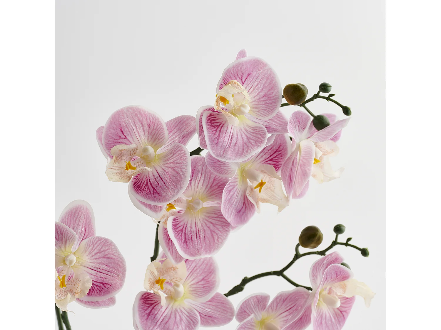 Composition Décorative Orchianum Violet Foncé 49x13x46