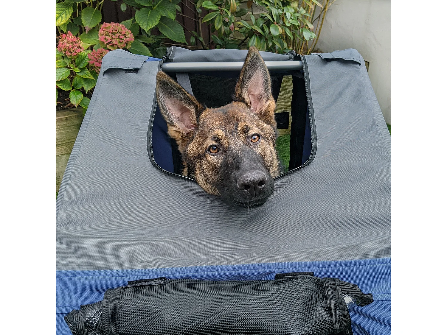 Rimorchio da bicicletta per cani e gatti blu e grigio
