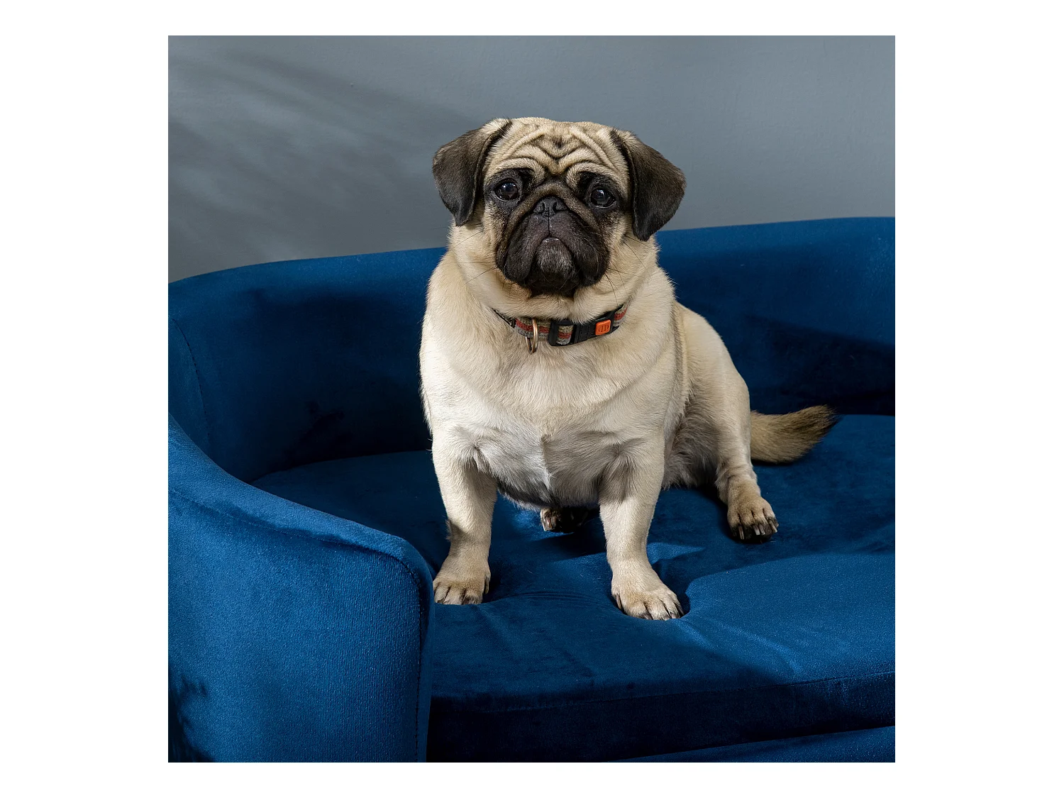 Cuccia per cani da interni divano per gatti cani di taglia piccola media