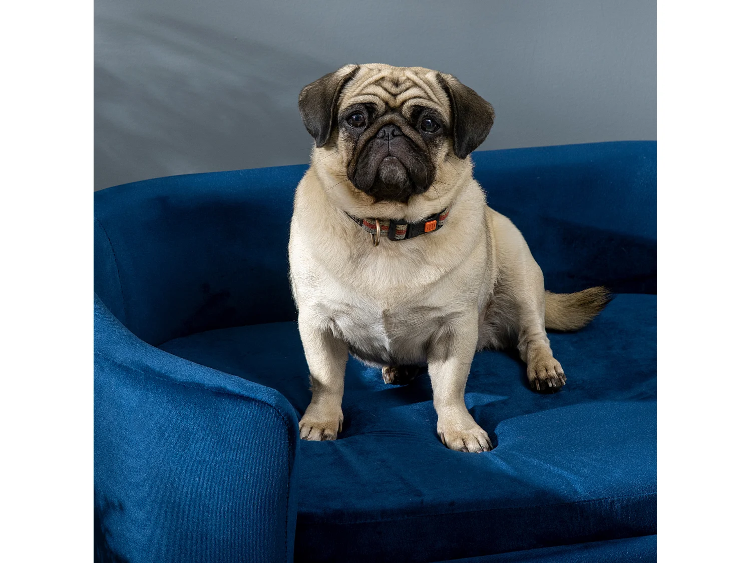 Cuccia per cani da interni divano per gatti cani di taglia piccola media