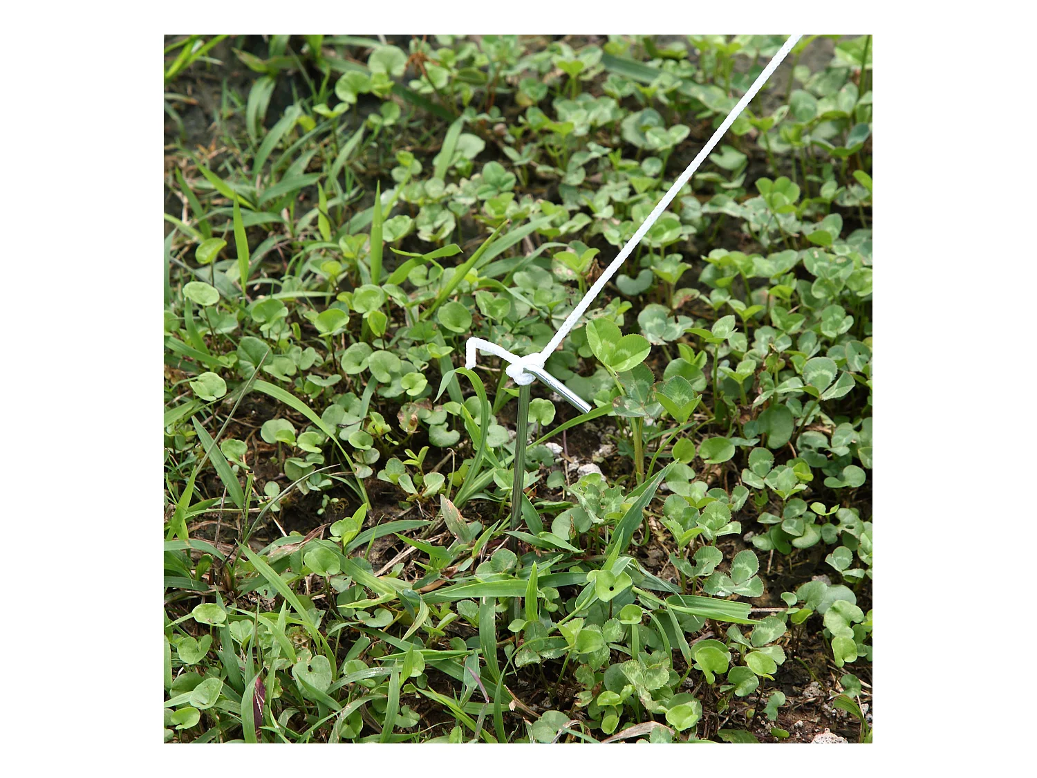 Serra da giardino a tunnel 5x2x2m in metallo e pe bianco