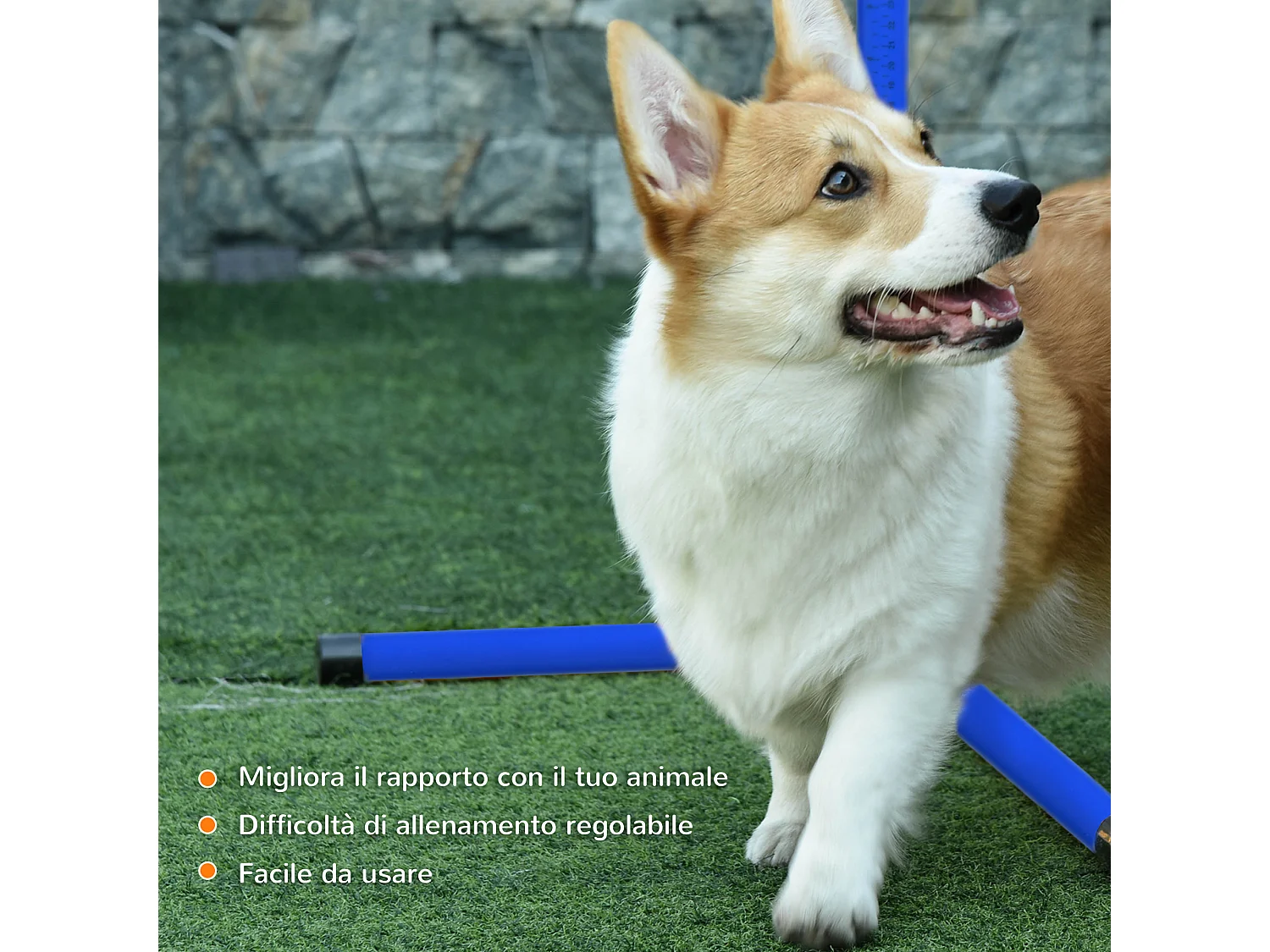 Set 4 ostacoli agility dog per addestramento cani con borsa da trasporto