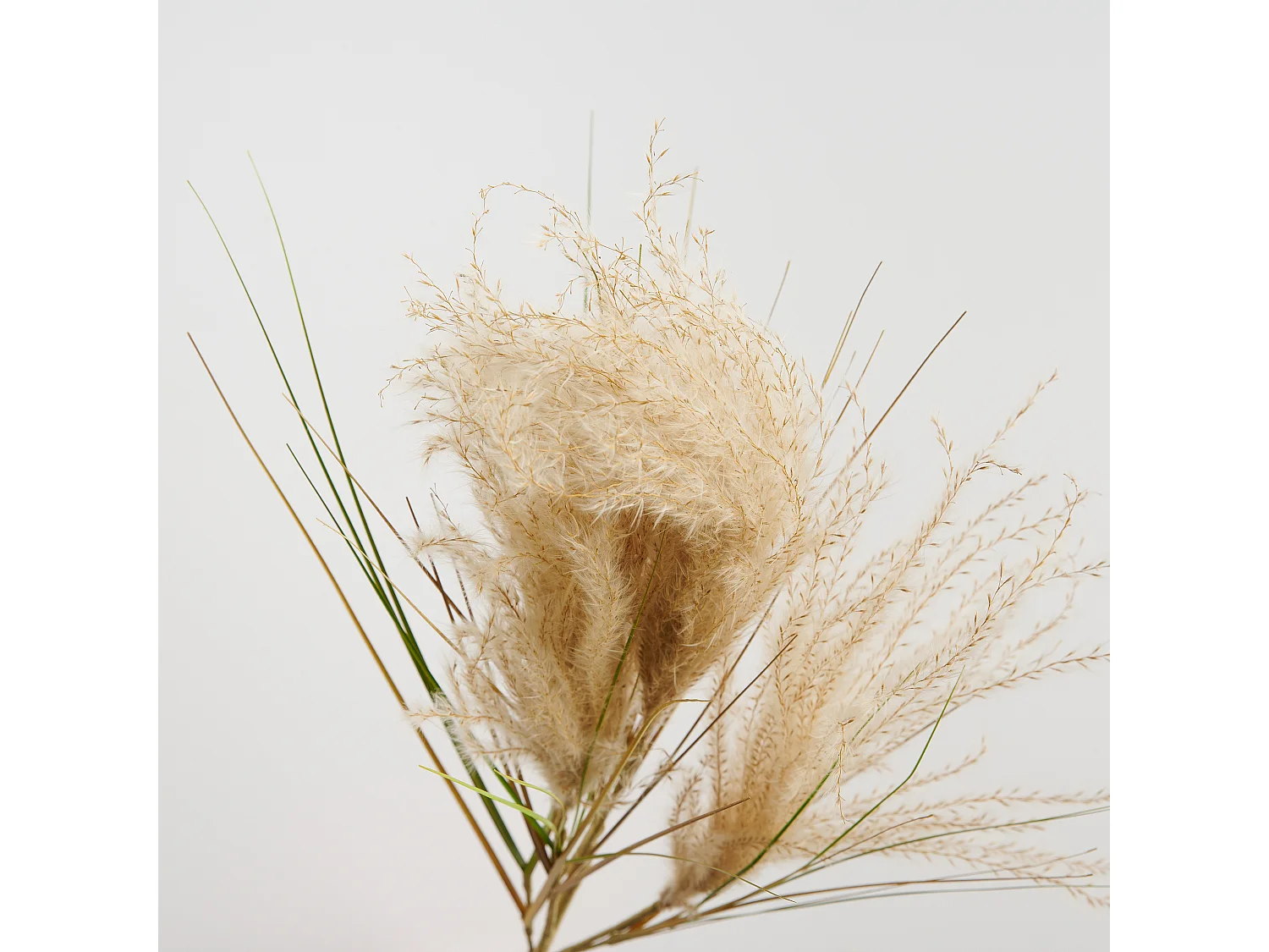 Blume Devole 13.5 x 39 x 70 Kunststoff Natürliches Material