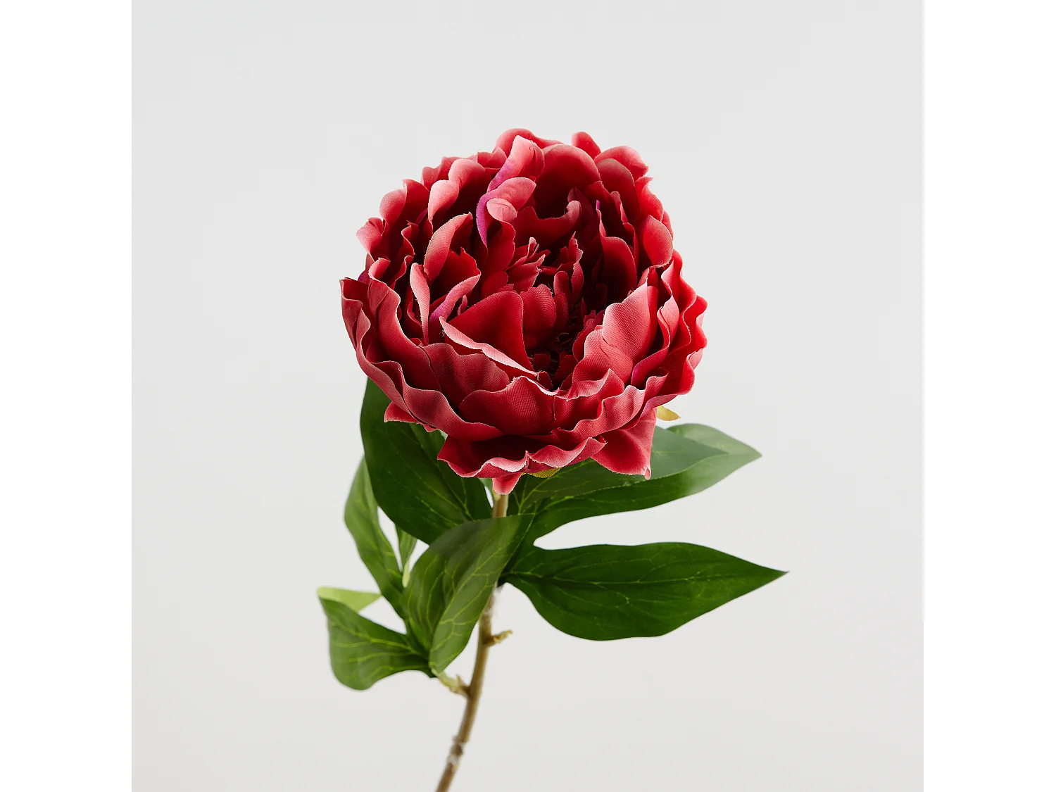 Blume Amelia mittelrot 72 x 18 x 22