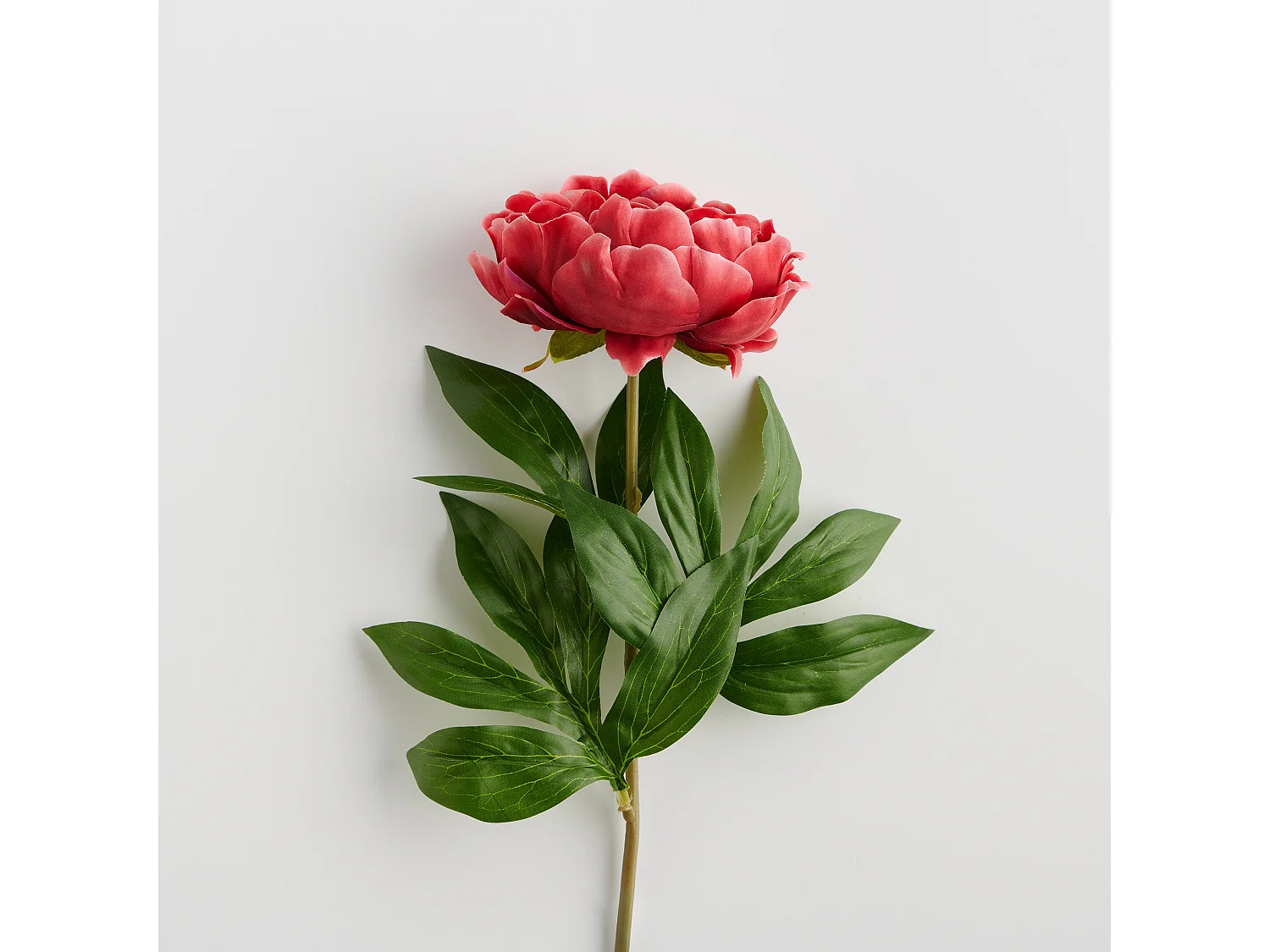 Blume Amelia mittelrot 72 x 18 x 22