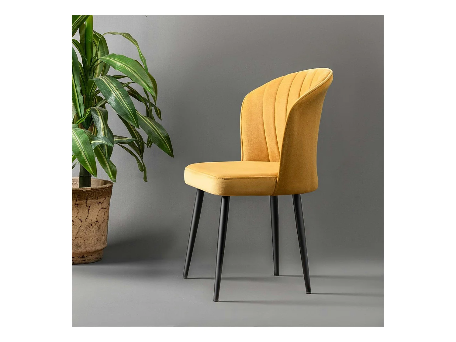 Chaise en velours jaune - dossier enveloppant ROSARIO t de 2)