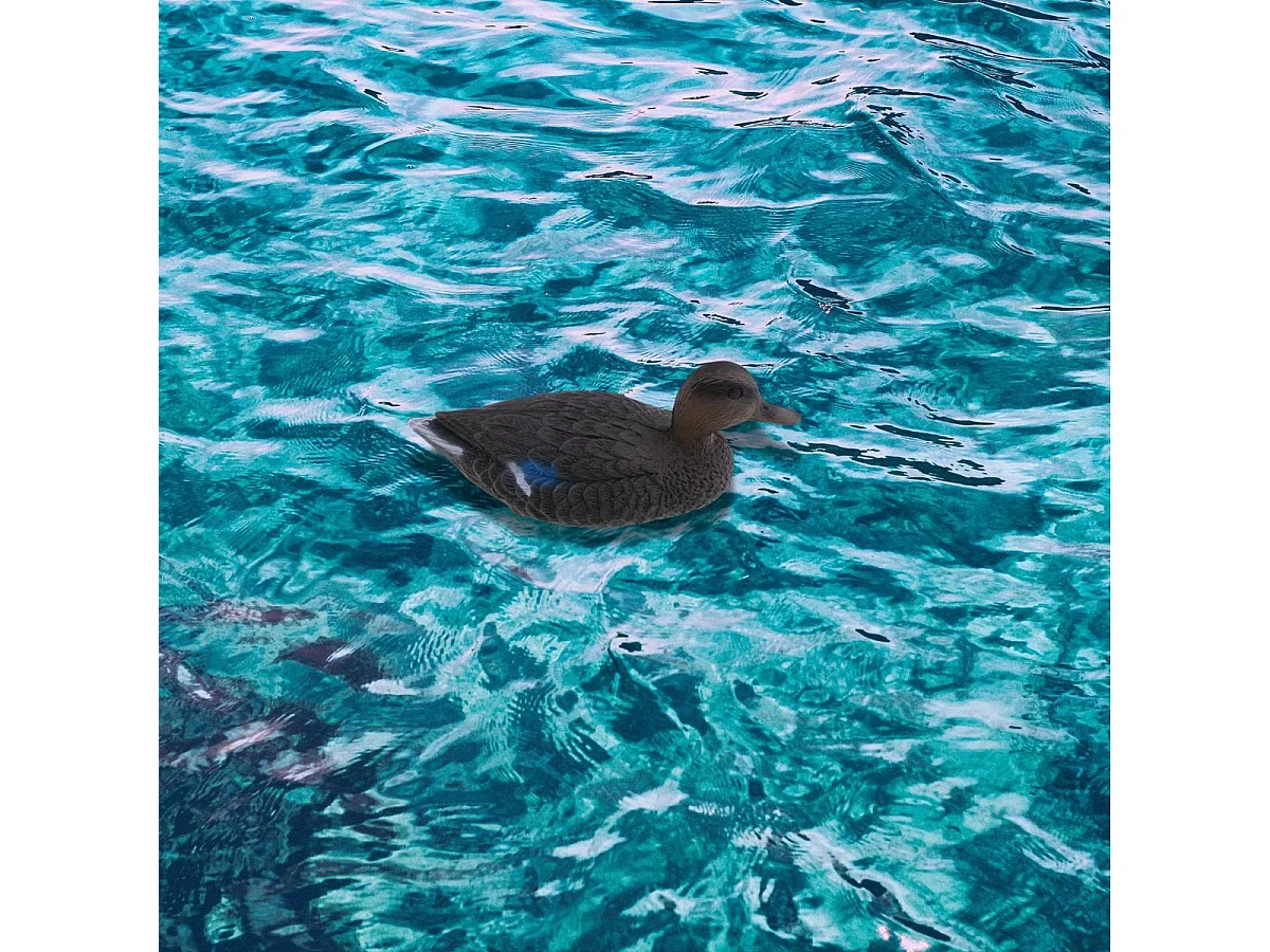 Señuelo Pato flotante negro 15x15x36 cm