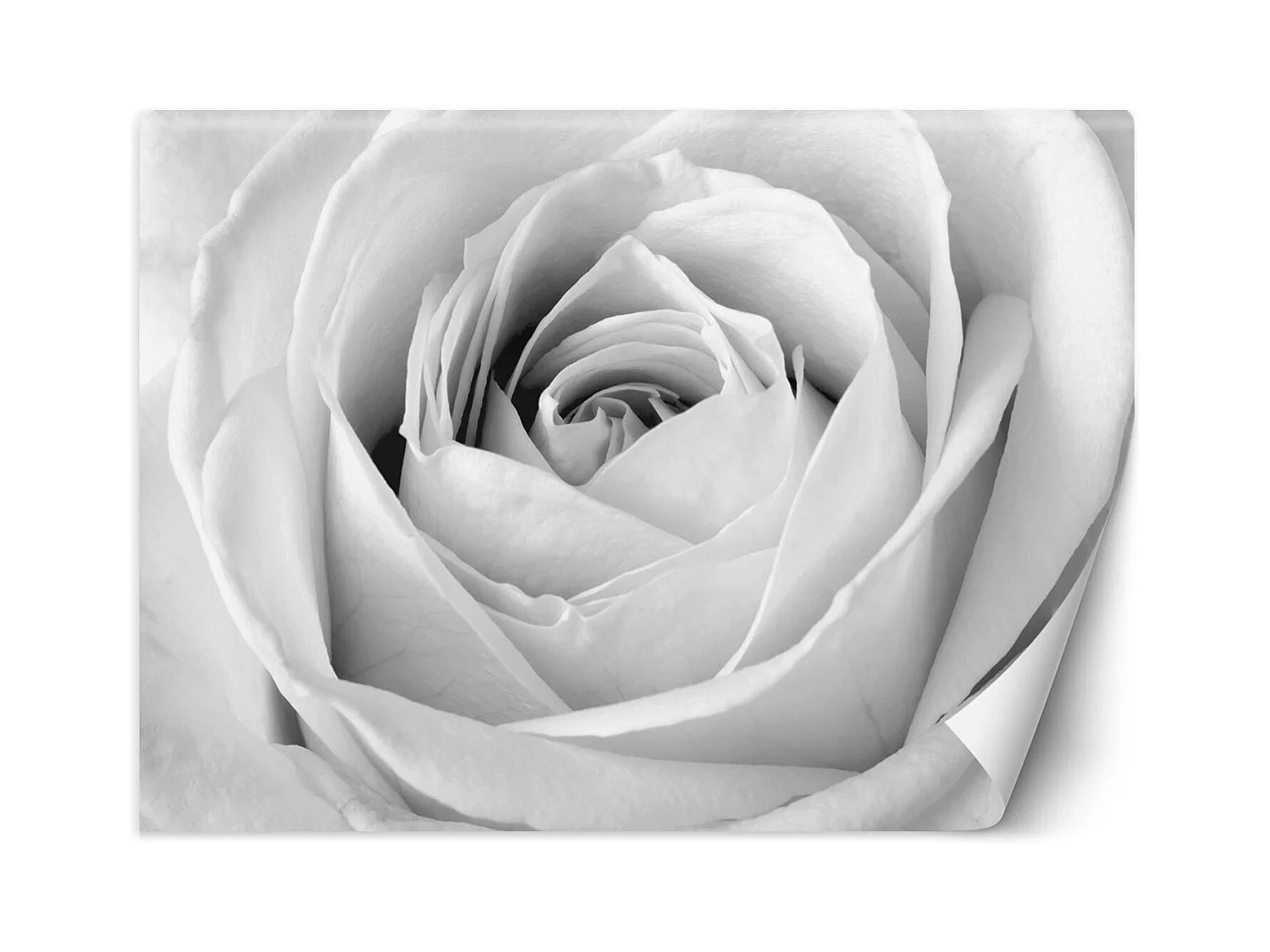 Carta Da Parati, Fiori di rosa bianca Macro - 350x245