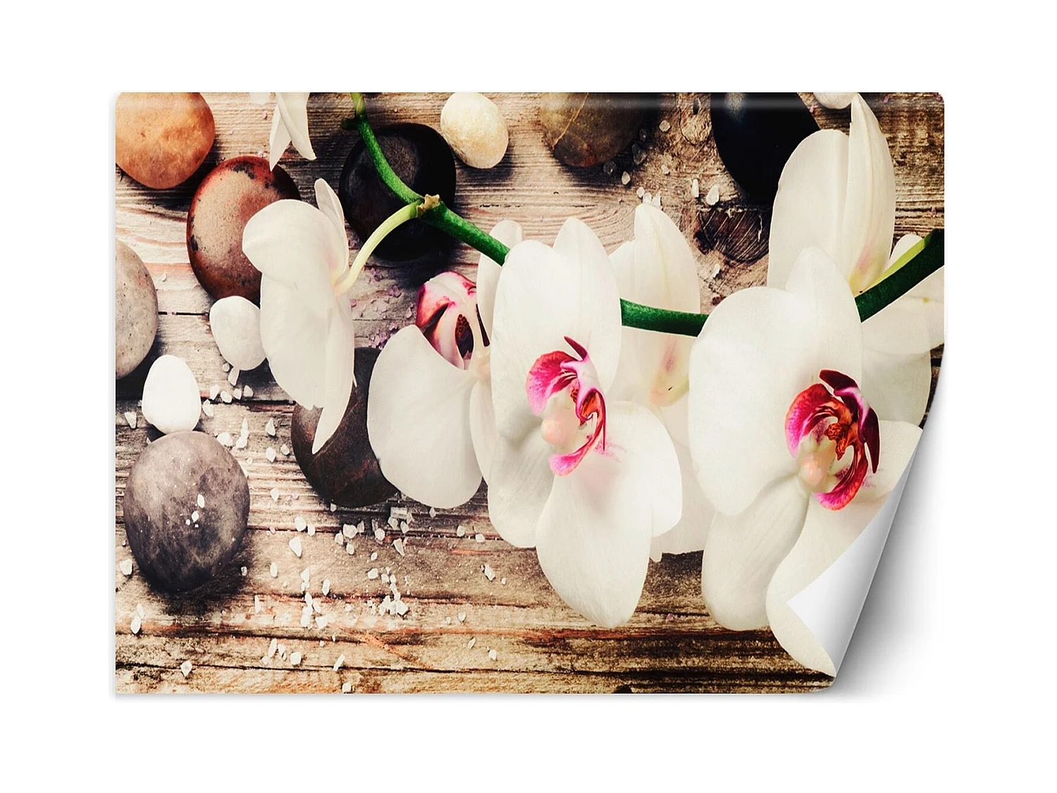 Carta Da Parati, Orchidee Zen - 350x245