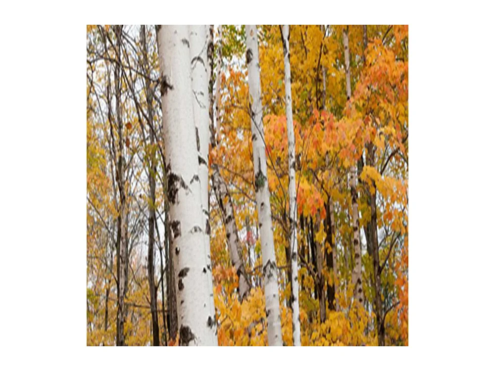 Paravento bilaterale 360, Bosco di betulle in autunno - 110x170