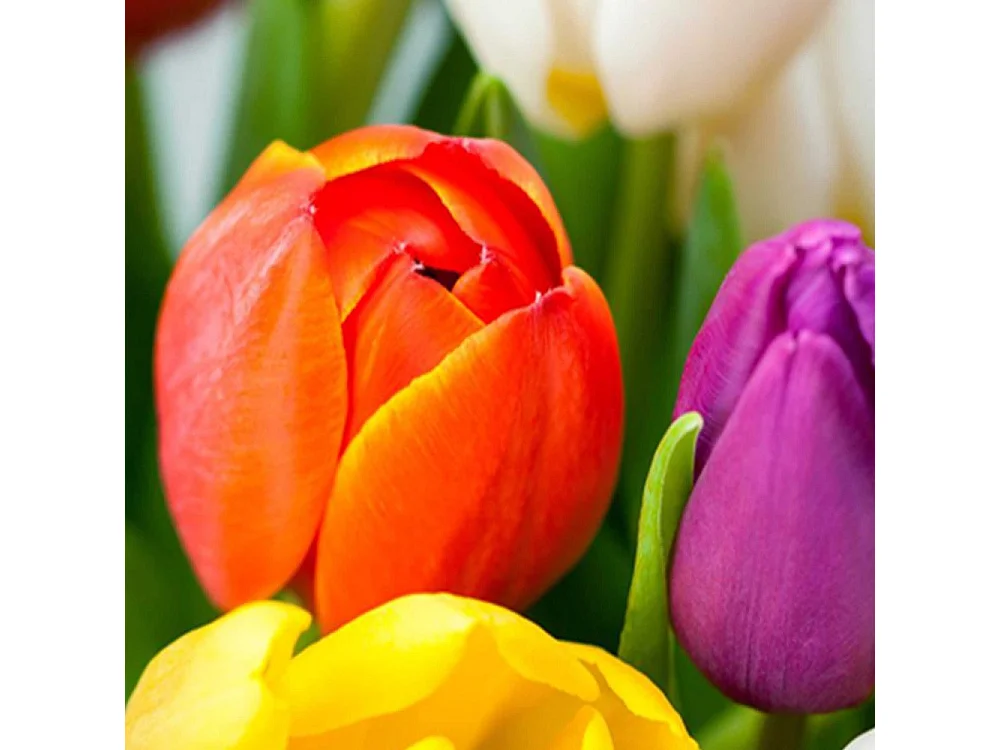 Paravento bilaterale, Tulipani colorati - 180x170