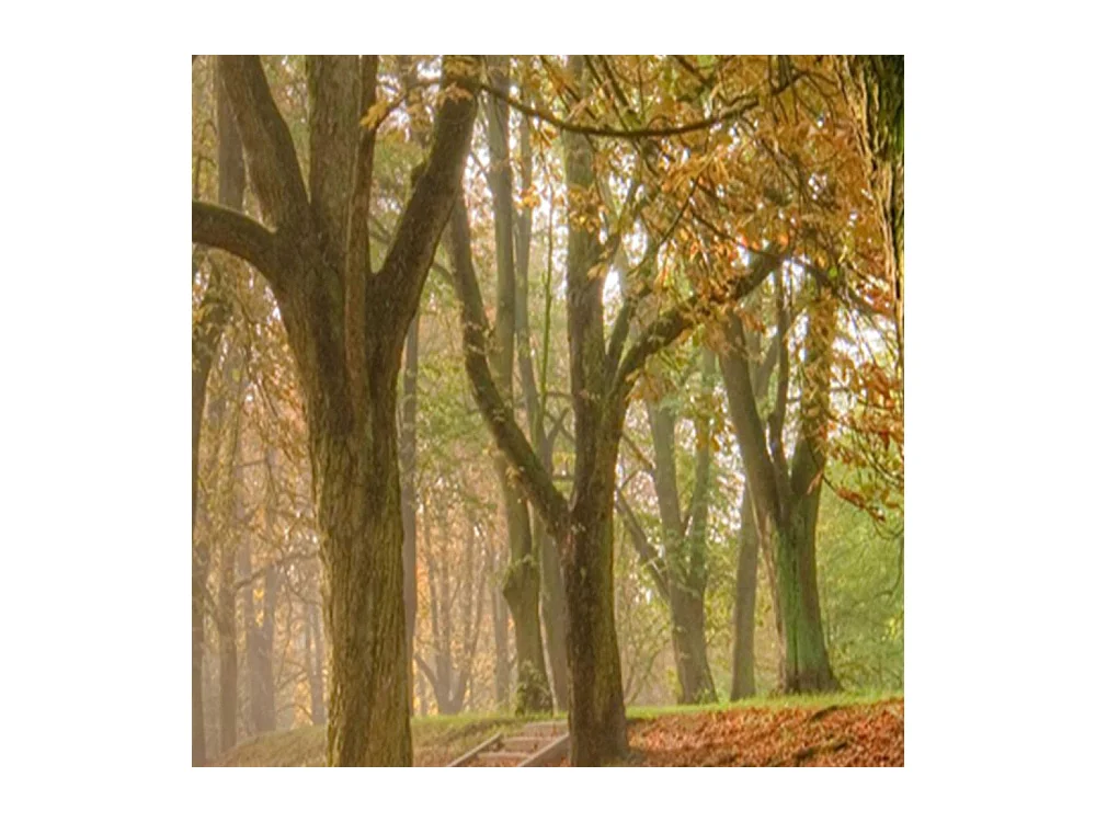 Paravento bilaterale, Autunno nella foresta - 180x170