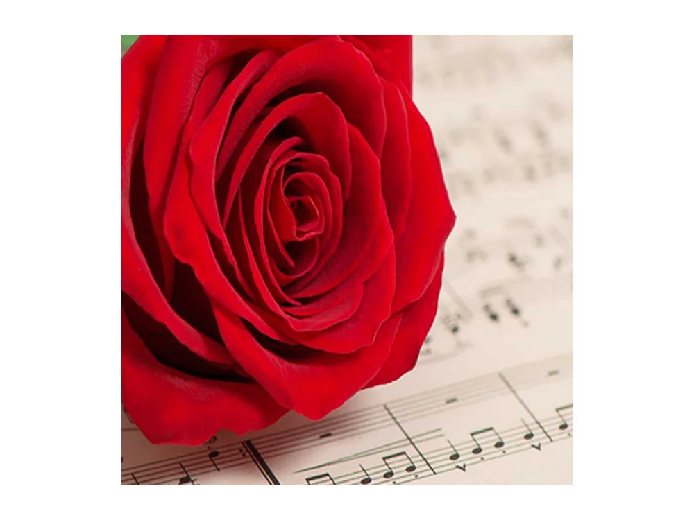 Paravento bilaterale, Rosa su una nota - 145x170