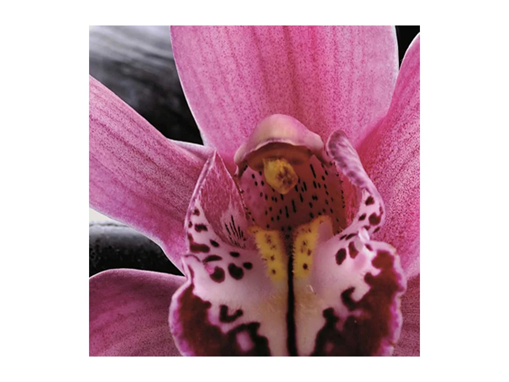 Paravento bilaterale, Zen con fiore di orchidea - 180x170