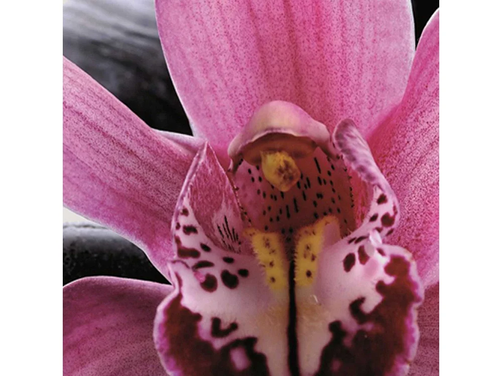 Paravento bilaterale, Zen con fiore di orchidea - 180x170