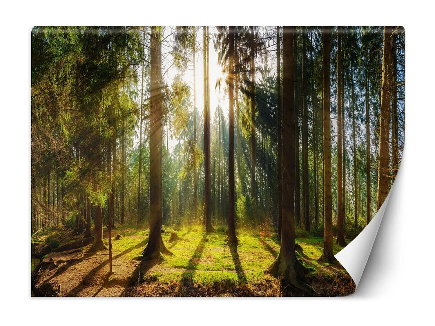 Carta Da Parati, Foresta in pieno sole - 300x210