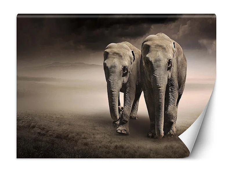 Carta Da Parati, Coppia di elefanti - 250x175