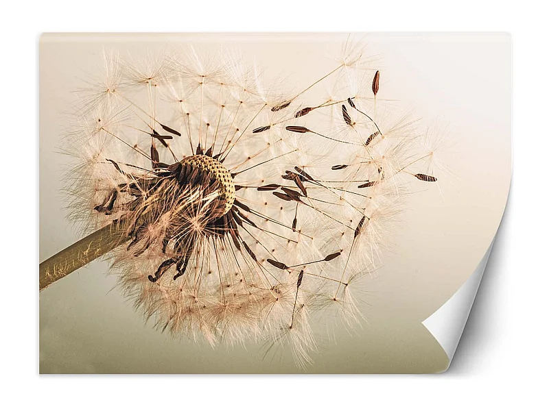Carta Da Parati, Dente di leone beige - 100x70