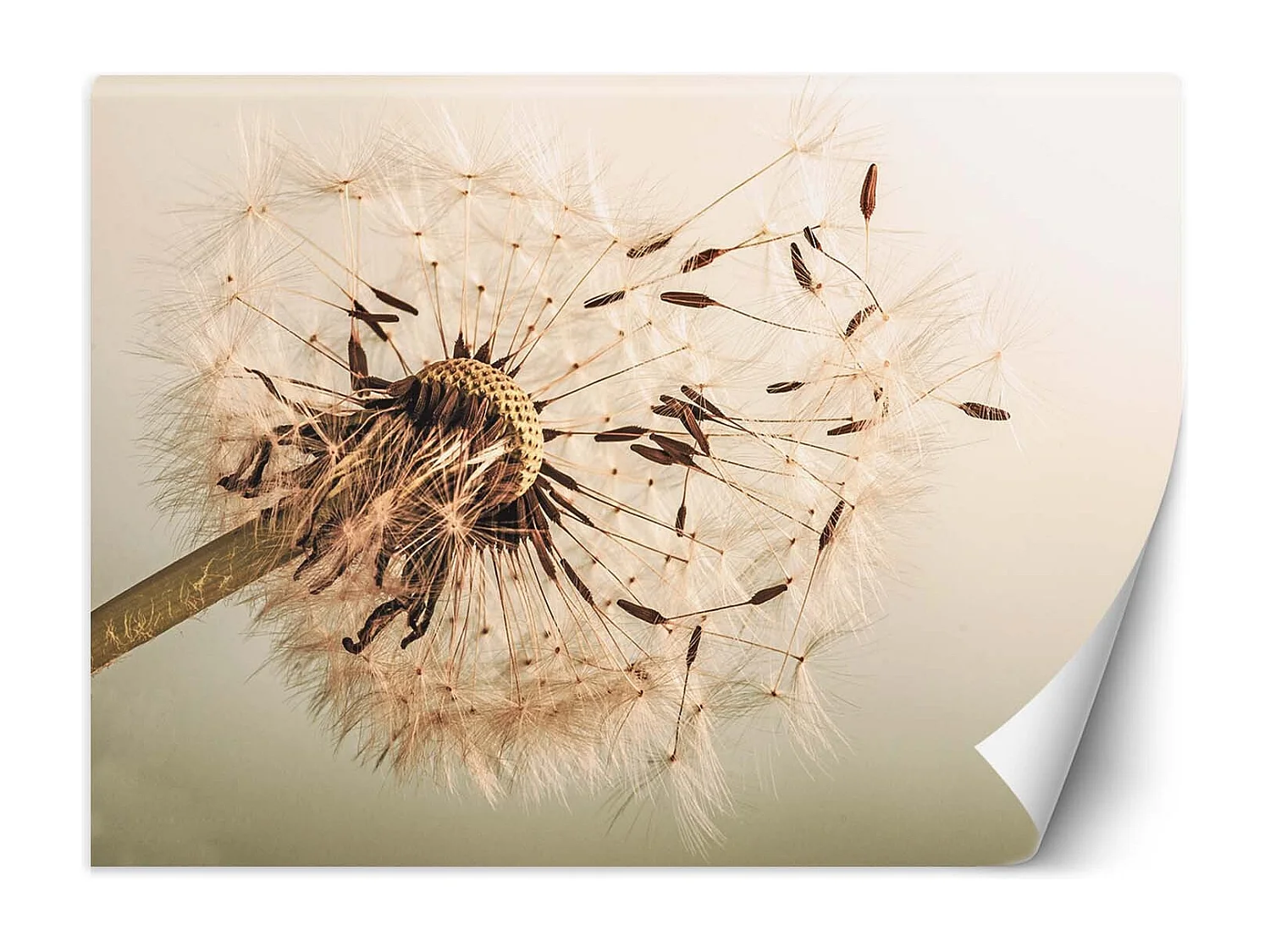 Carta Da Parati, Dente di leone beige - 100x70