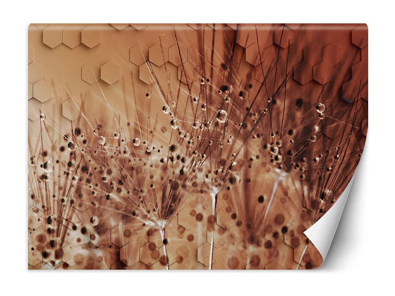 Carta Da Parati, Tarassaco in gocce di rugiada marrone - 254x184