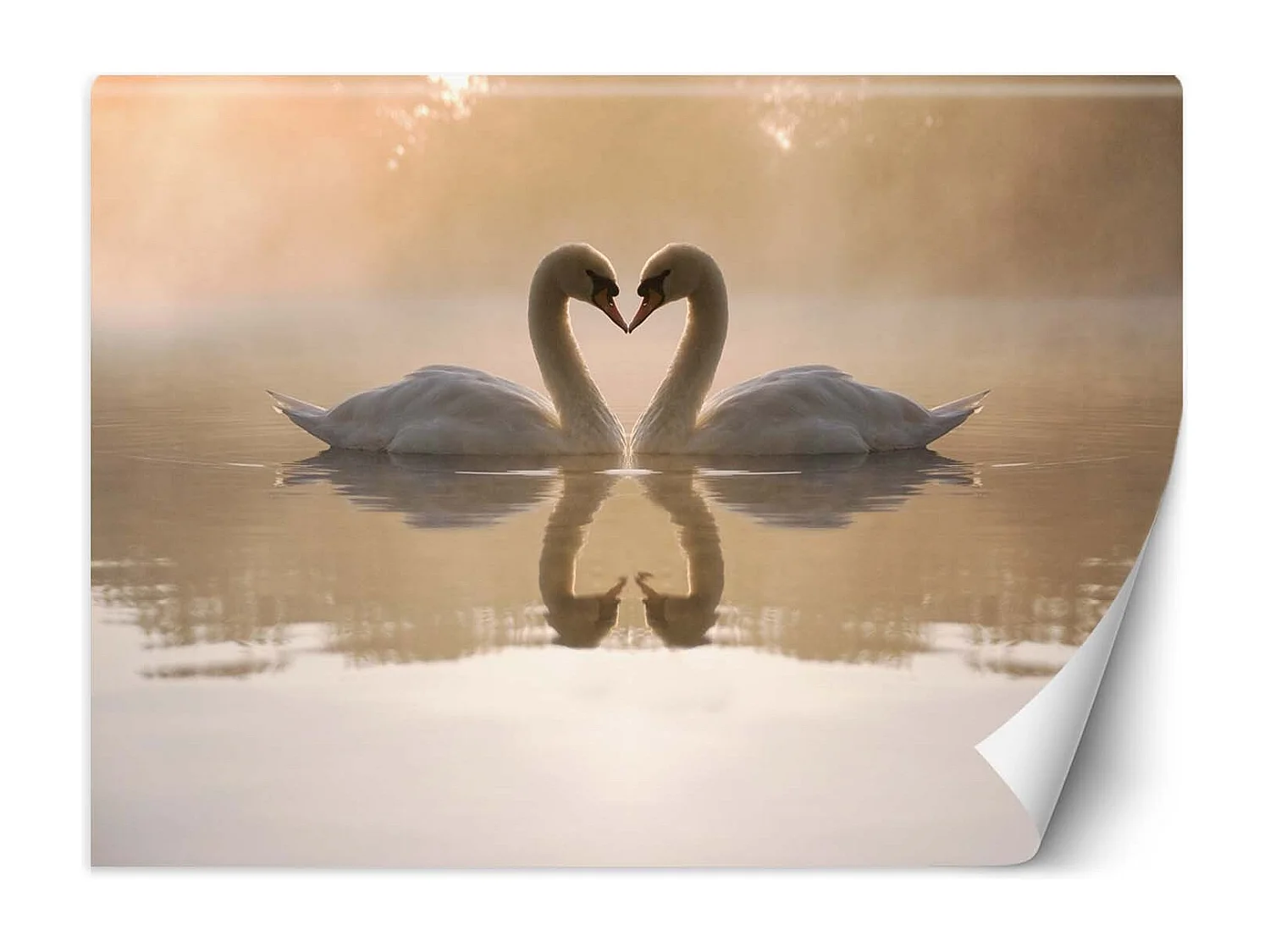 Carta Da Parati, Cigni innamorati - 200x140