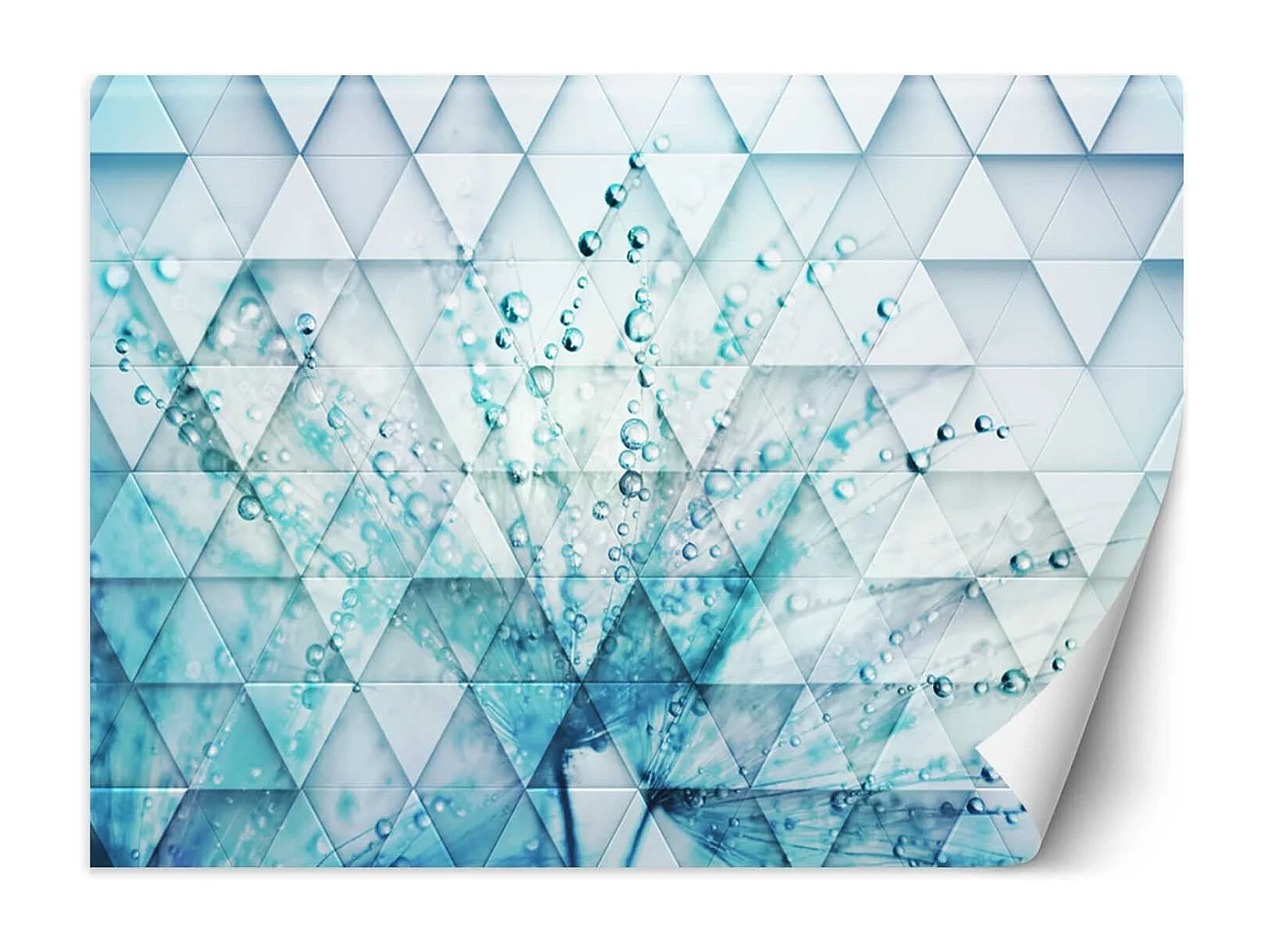 Carta Da Parati, Dente di leone in gocce di rugiada - 300x210