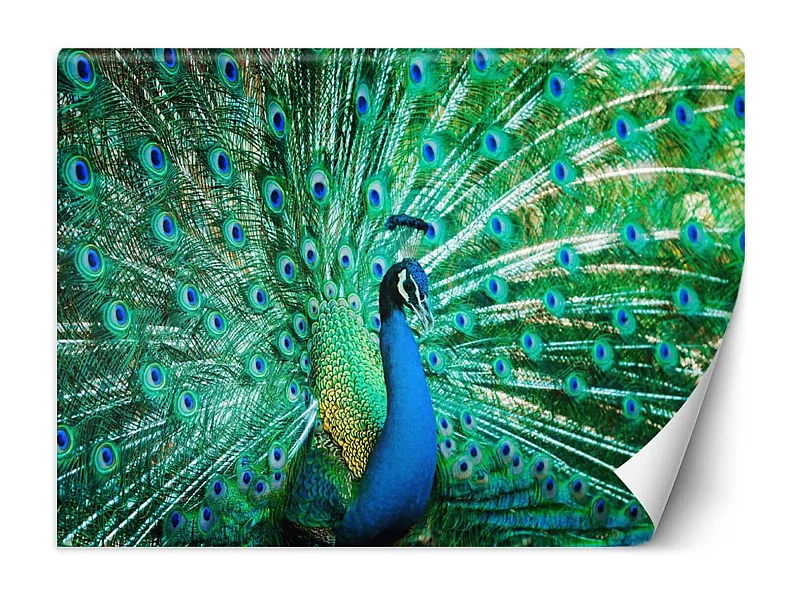 Carta Da Parati, Uccelli colorati Pavone Natura - 200x140