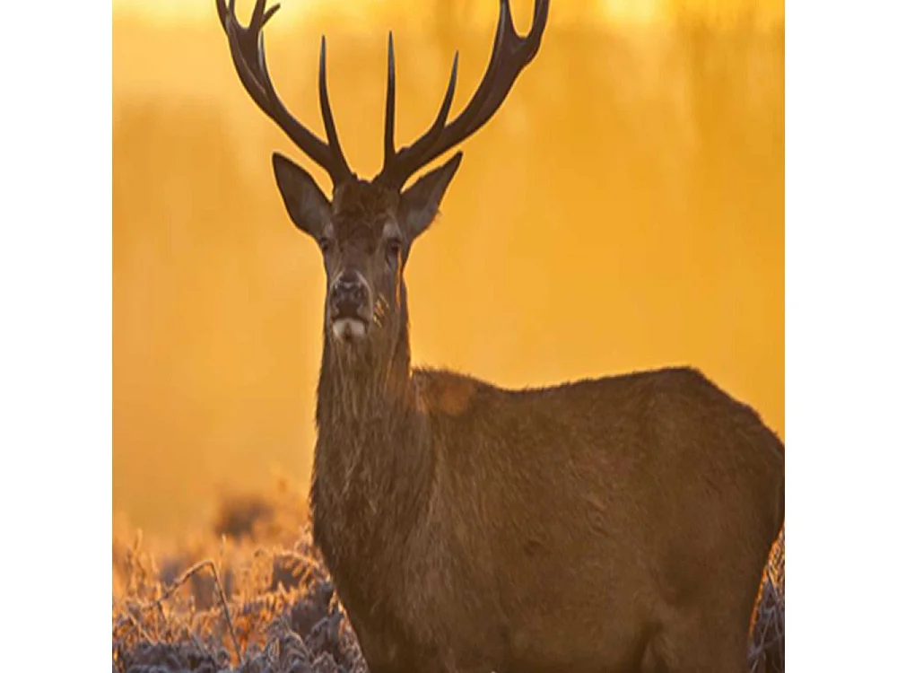 Paravento bilaterale 360, Cervi nel bagliore del tramonto - 110x170