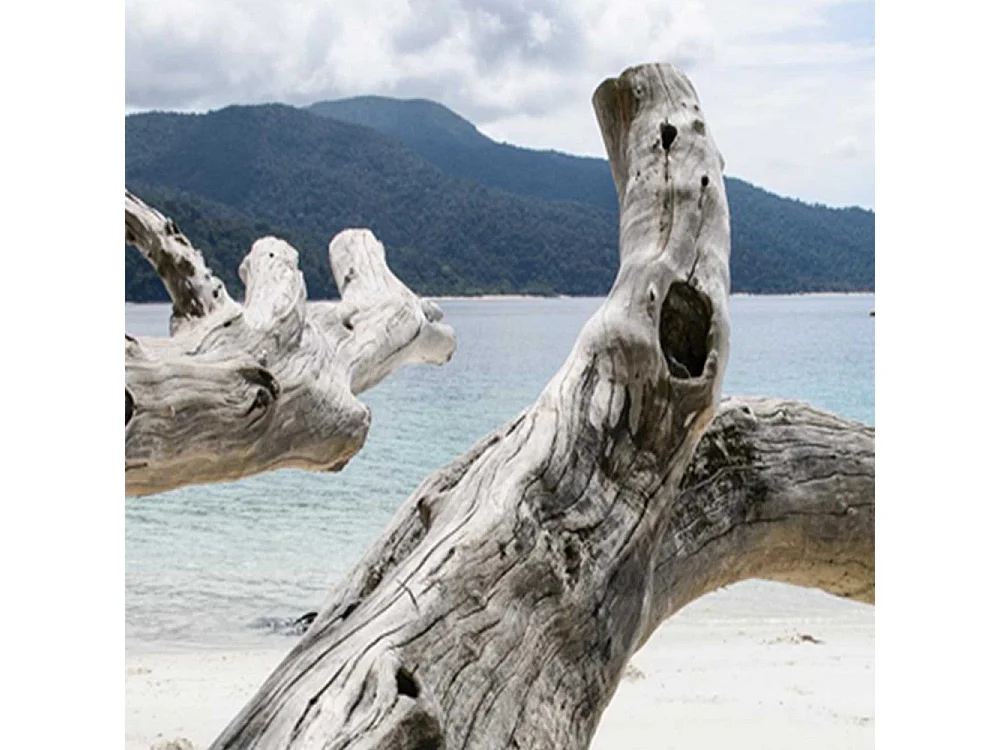 Paravento bilaterale 360, Rami di alberi su una spiaggia tropicale - 110x170
