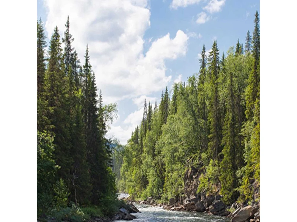 Paravento bilaterale, Fiume impetuoso nella foresta - 145x170