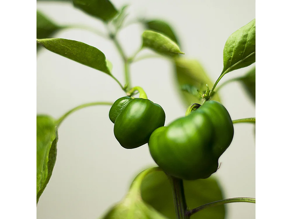 Paravento bilaterale, Peperone verde su un ramo - 180x170