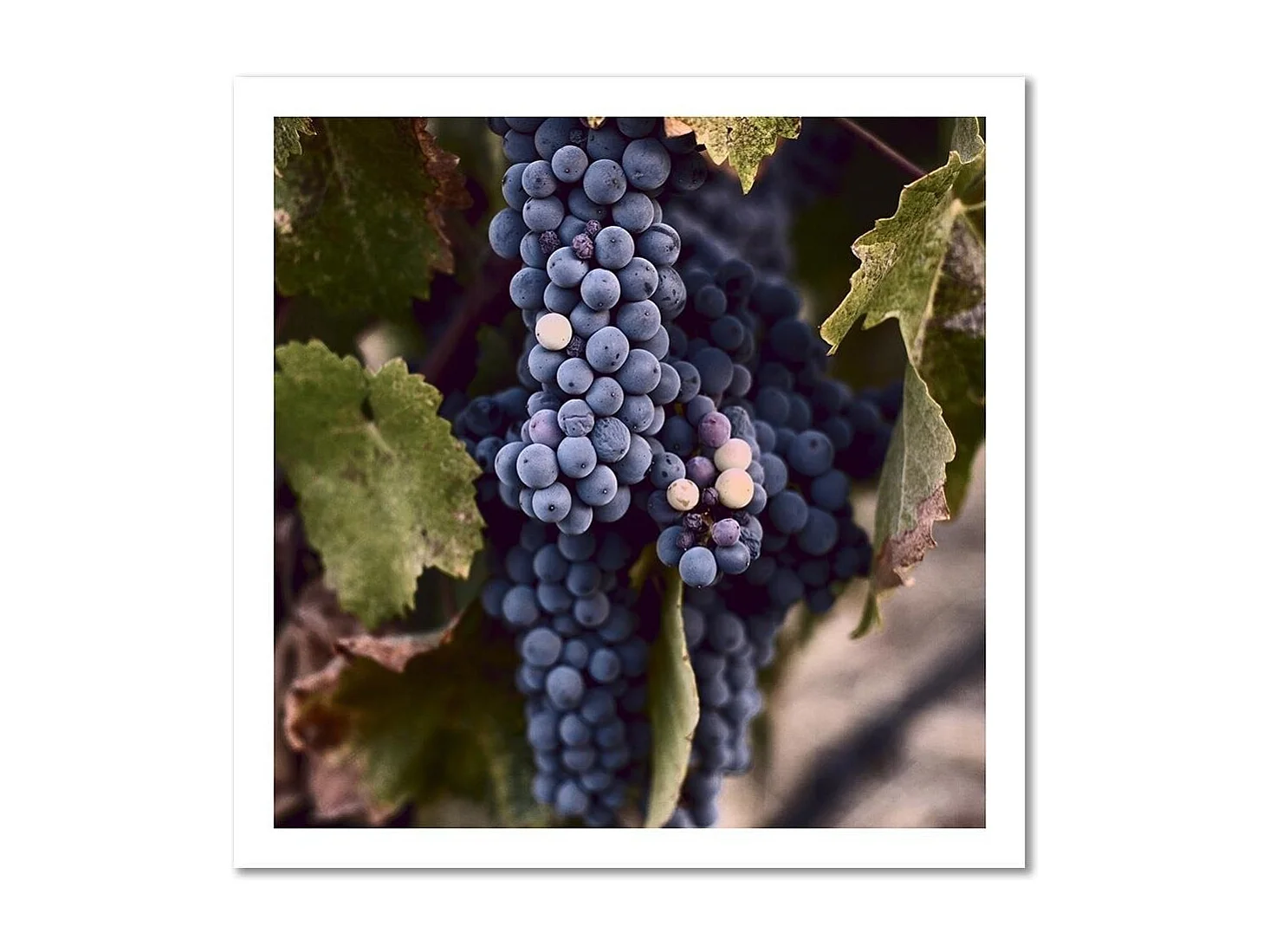 Quadro deco panel, Uva scura - 50x50