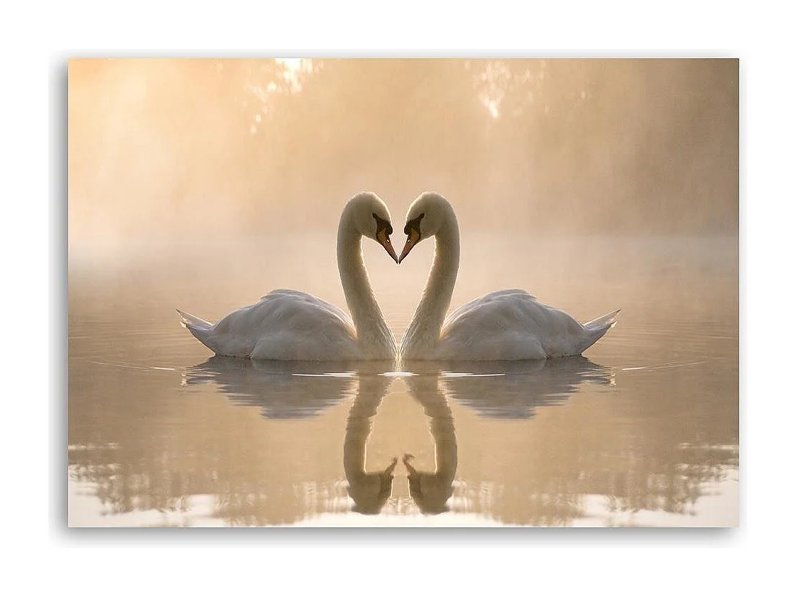 Stampa su tela, Cigni su uno stagno al mattino - 60x40