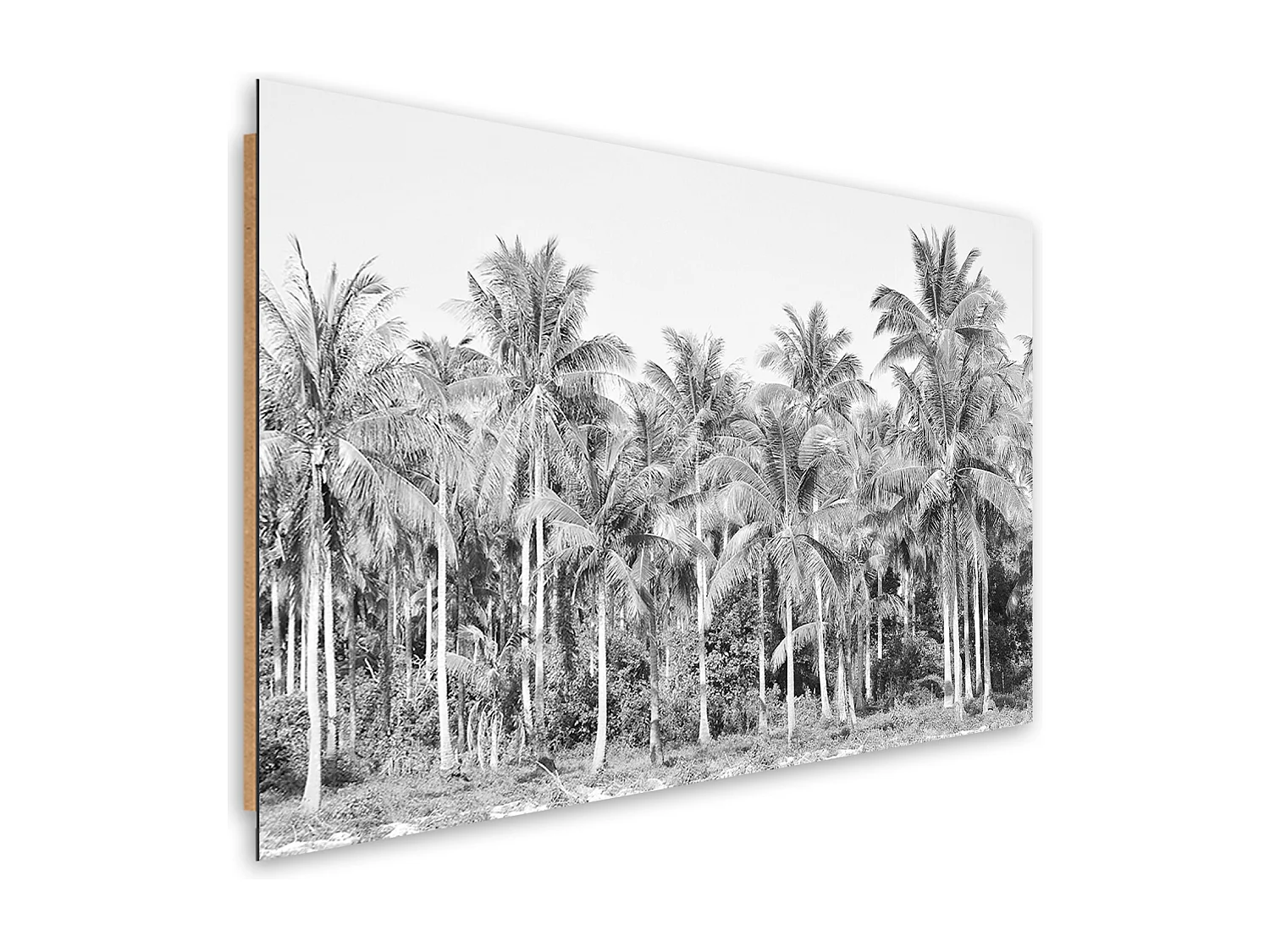 Quadro deco panel, Palme in bianco e nero nella giungla - 90x60