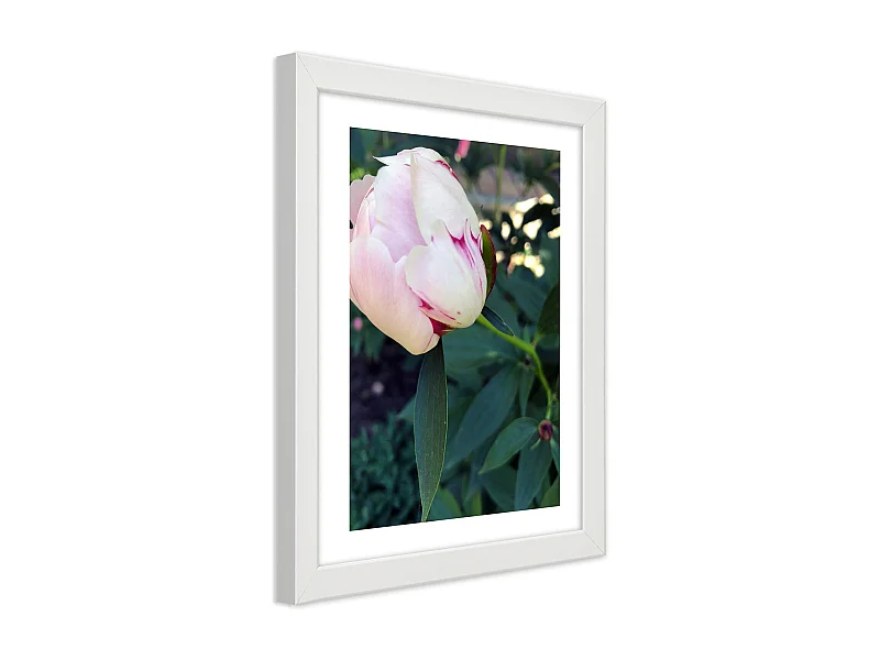 Quadro con cornice, Peonia bianca - 20x30