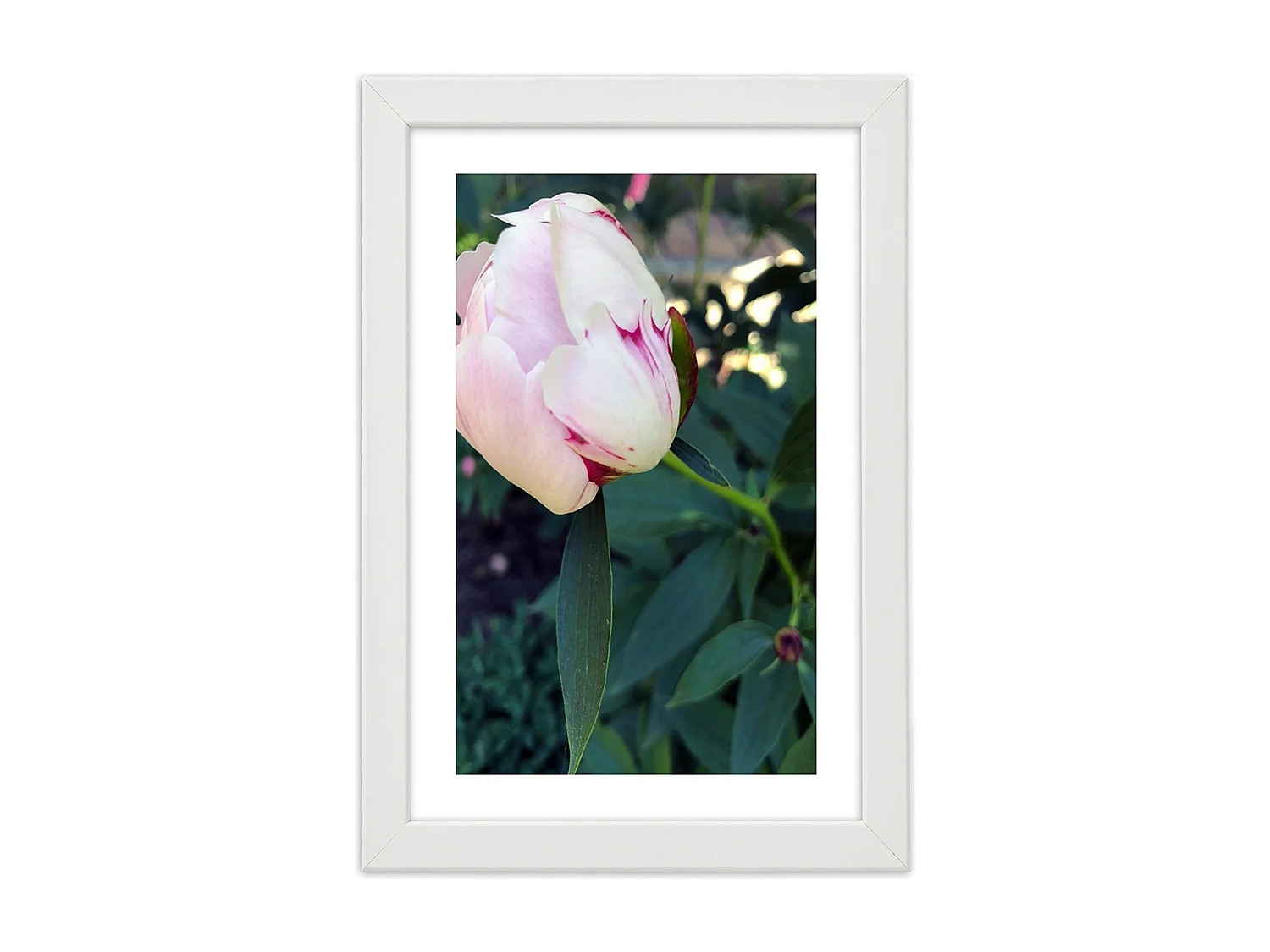 Quadro con cornice, Peonia bianca - 20x30