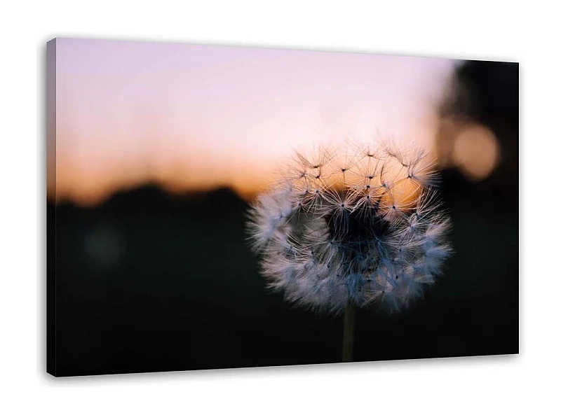 Quadro su tela, Denti di leone al tramonto - 120x80