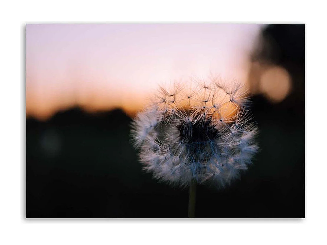 Quadro su tela, Denti di leone al tramonto - 120x80