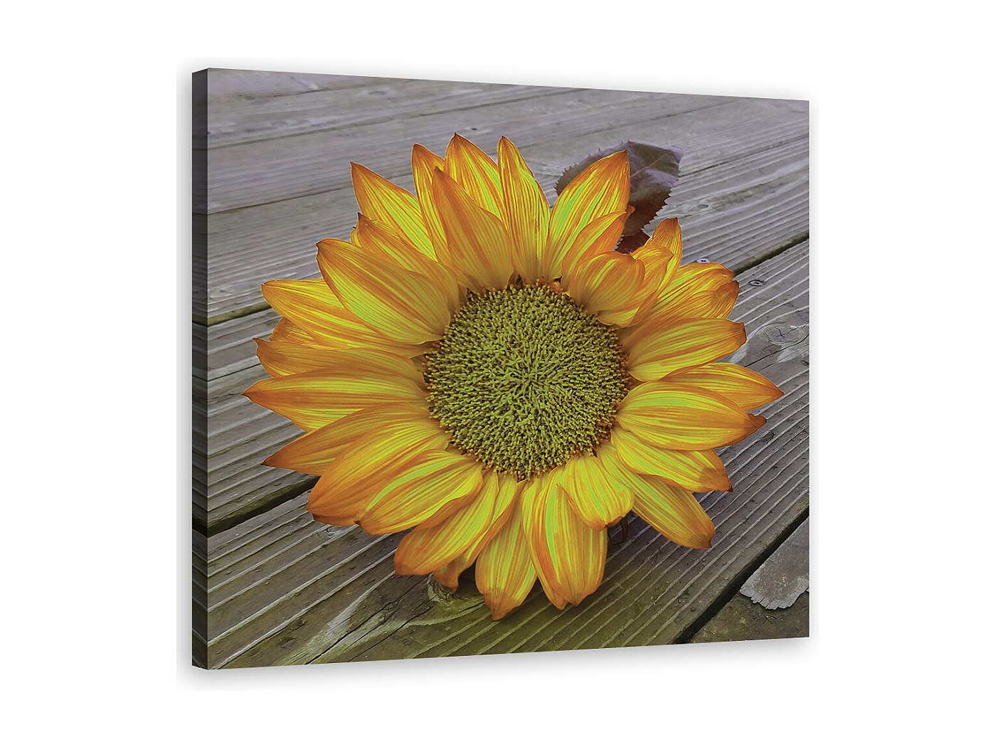 Visario Quadro Su Tela Girasole 5535-SCT - 160x80 Cm - Stampa Artistica Pronta Da Appendere Su Telaio In Legno