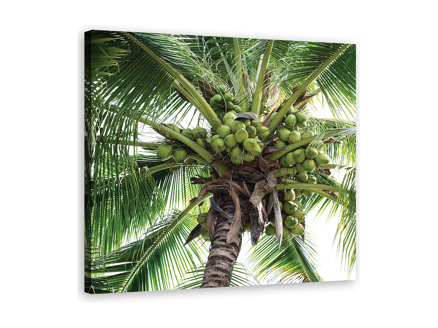 Quadro Su Tela 70x50cm Cocco Olio Sapone Palma Stampe Immagini Quadri