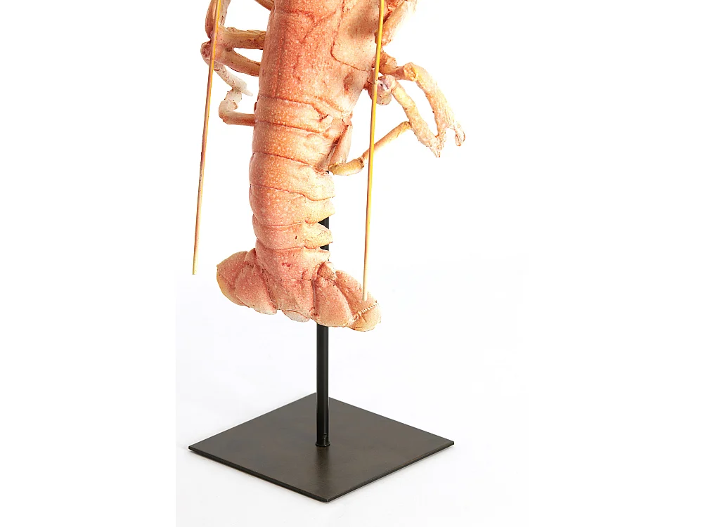 Ornement HOMARD - 25x14x56,5 cm - Orange