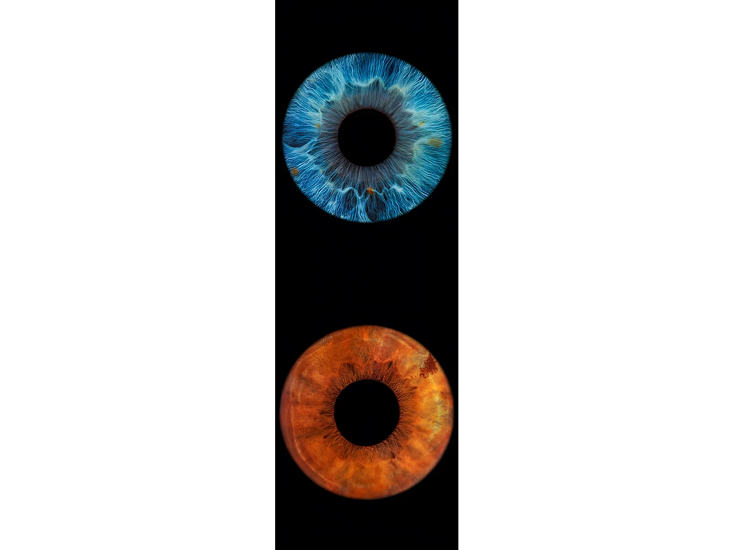 Cadre Décoratif Mural Iris 100x50 Cm