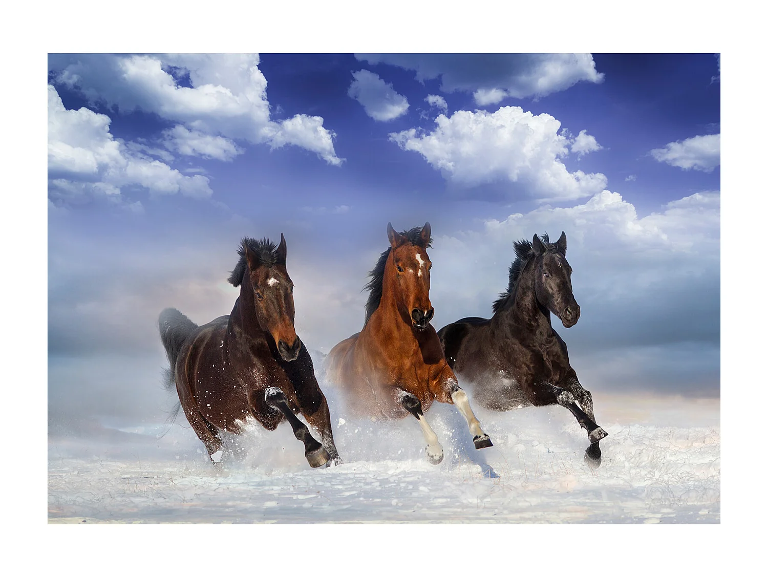 Fotomurale - Horses in the Snow - 300x210