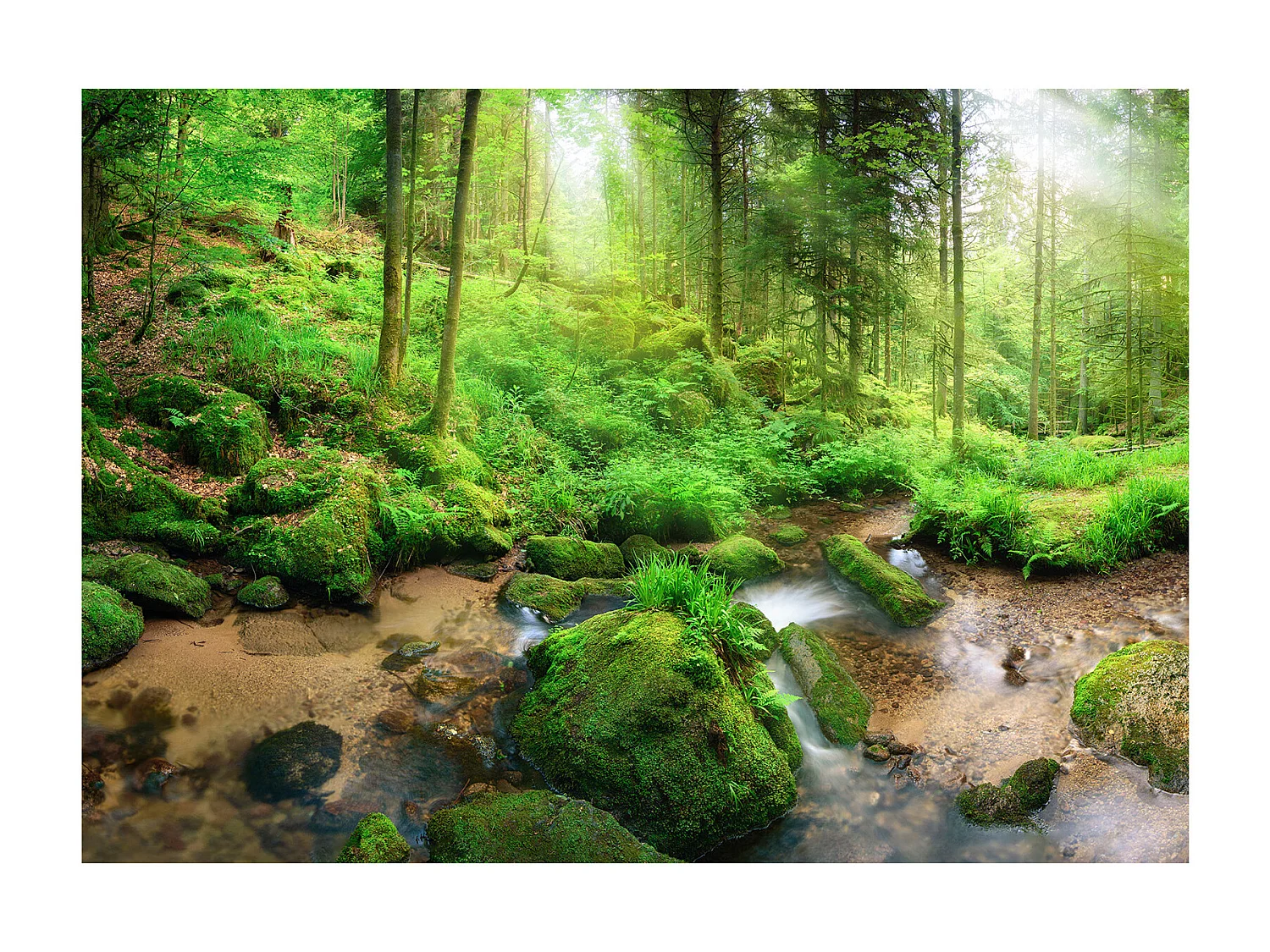 Fotomurale - Humid Forest - 300x210