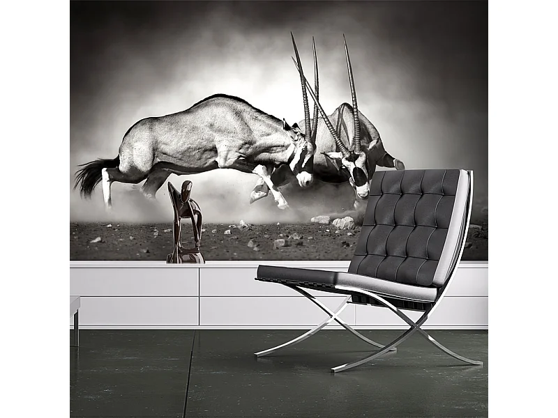 Fotomurale - Antilope in lotta - 350x270