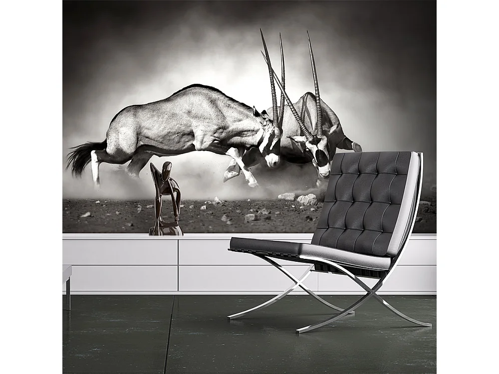 Fotomurale - Antilope in lotta - 350x270