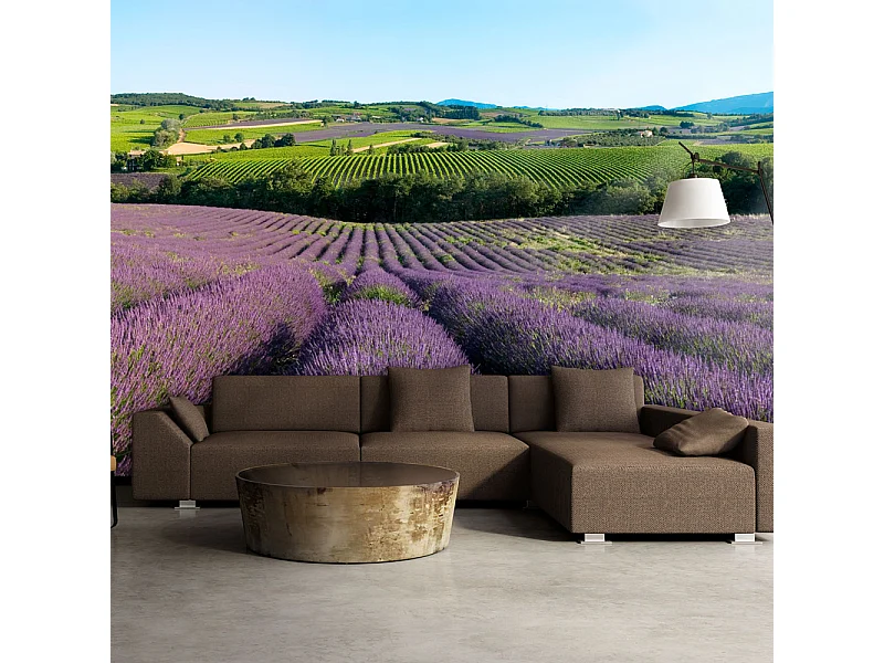 Fotomurale - Campi di lavanda - 400x309